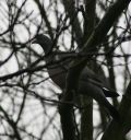 Filename=IMG_8997.JPG
Filesize=77KiB
Dimensions=768x813
Date added=Feb 09, 2012 IMG_8997.JPG